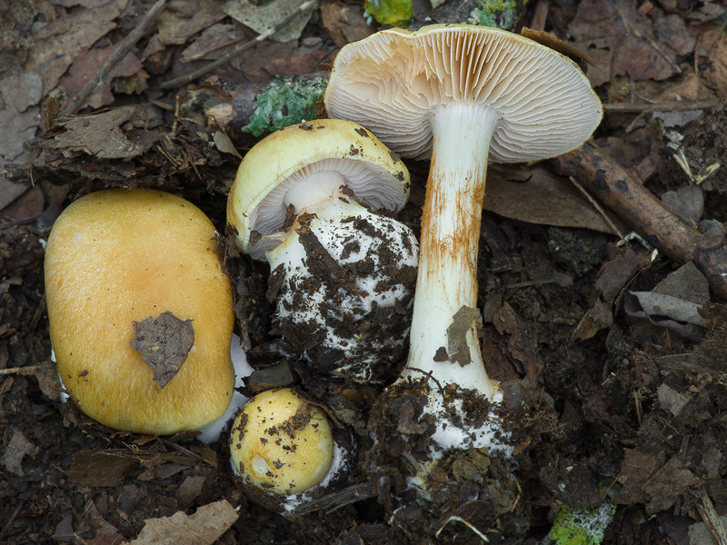 Cortinarius gracilior